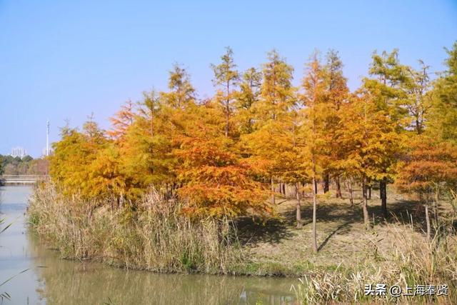 山河入秋，奉城尽染！
