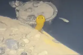 广东东莞，男子夜钓偶遇“巨鳝望月”，网上求助怎么办？图片