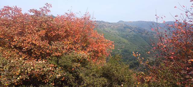 骊山红叶似火 车辆行人如织