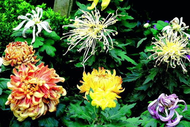 菊韵惠山：菊花与古建的对话