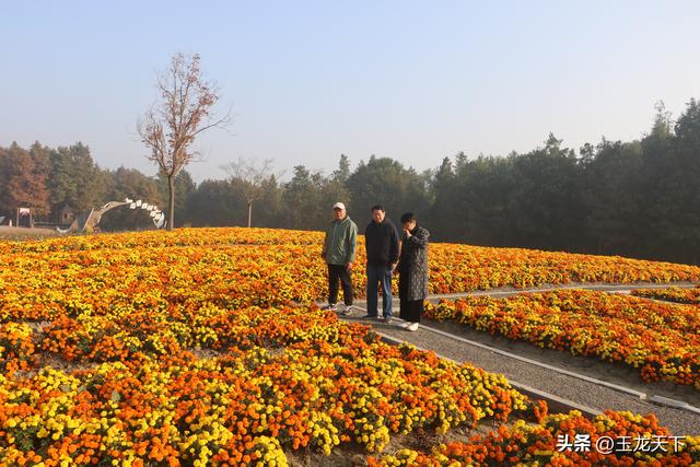 晨光与深呼吸：在同里湿地公园的万步悠然