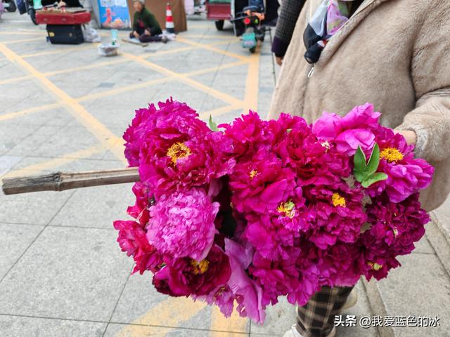 逛菏泽天香公园，这里牡丹很吸引游客，关键是二十四小时免费参观