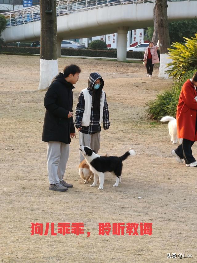 奇哉，蜀犬不吠日矣
