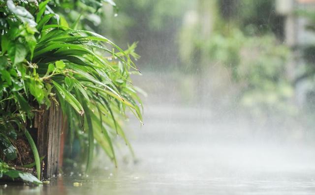 今日入伏，老人说最怕“入伏一日雨”，入伏天下雨有啥预兆？