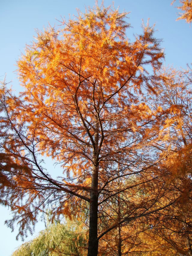 超出片！江阴这些地方“红了”！