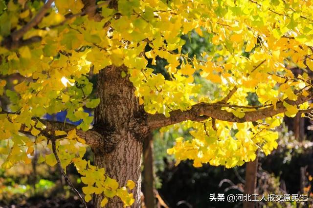 再不去就真没啦！石家庄8大绝美银杏打卡地推荐！