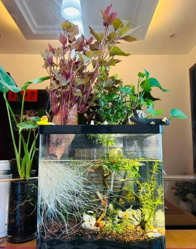 陕西一男子，晒“客厅红薯瀑布”走红，网友：我以为是塑料装饰品