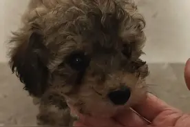 网购病犬退货“无门”，女子诉韵达快递违规运输活物，邮政管理部门已介入图片