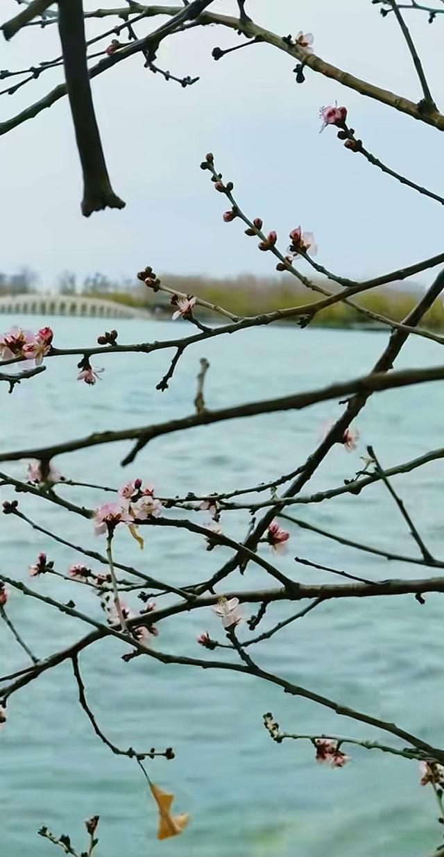 颐和园山桃花 逆寒潮绽放 罕见“血色冬花”