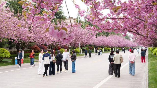2026年徽县第八届金徽酒秦岭樱花节启幕