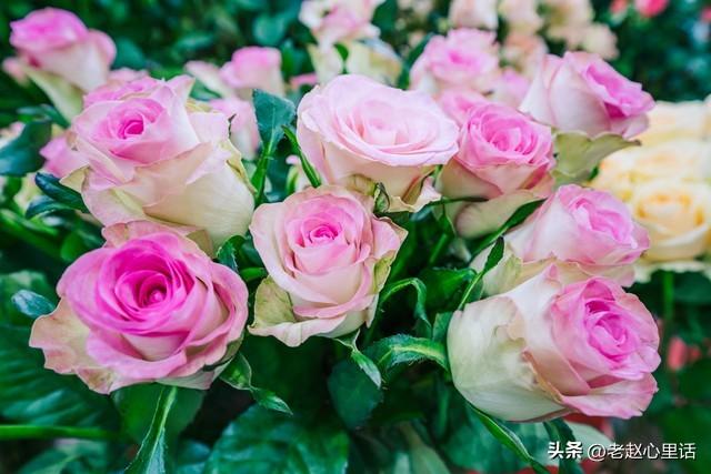 红玫瑰与白玫瑰：她为何越界，他又何从“朱砂痣”沦为“蚊子血”