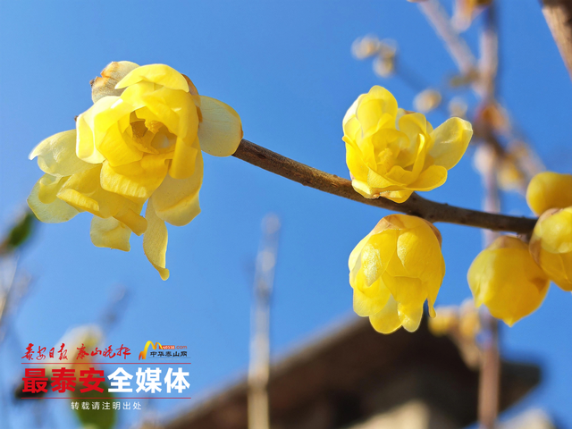 泰山一天门素心蜡梅凌寒绽放