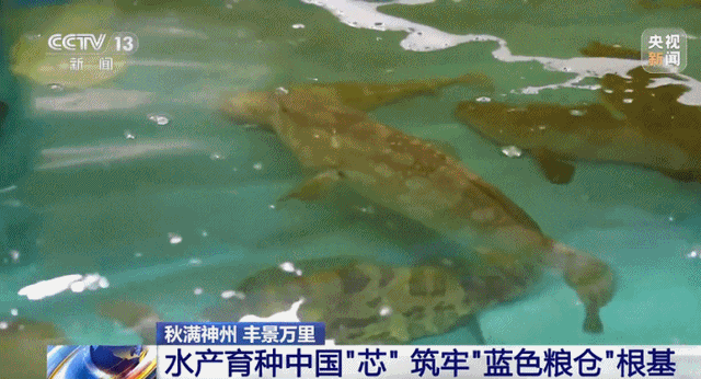大国重器！沙海粮仓之后再现海上粮仓，15万吨级国字号重器成关键