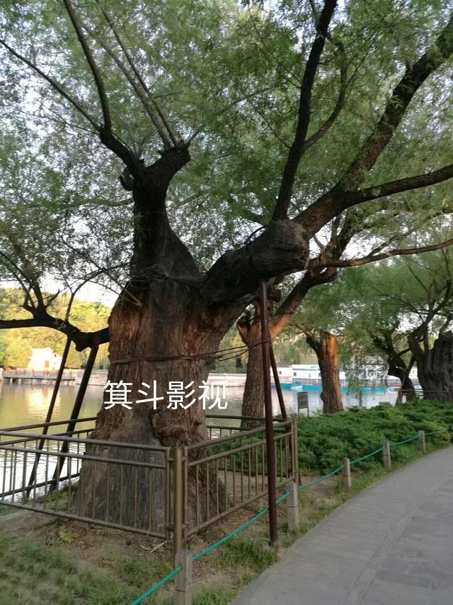 颐和园西堤古柳，三百年沧桑的见证者。