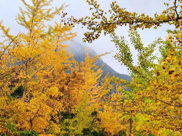 【美丽四川】一年一度朋友圈银杏比美时刻又来了！