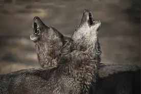 在狼群中唯有狼王夫妇有交配权，那其他的狼到了发情期咋办？图片