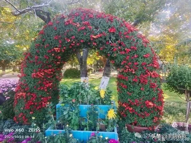 菊绽秋阳里,暗香绕中山|申艳娟