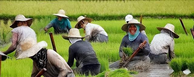 果不其然！就在昨天，马科斯突然宣布：菲律宾暂停进口大米60天！