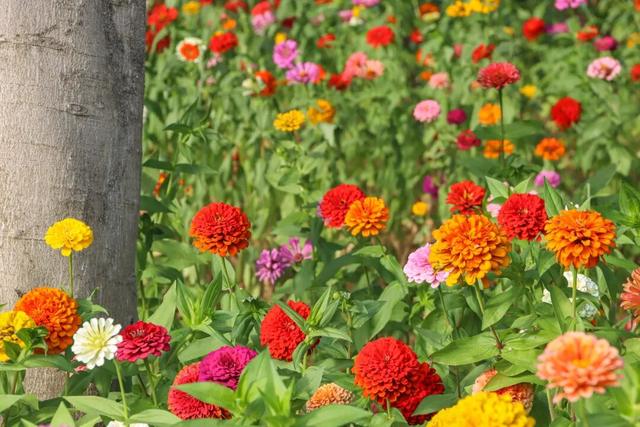 邂逅秋日烂漫：丰泽这片花海美丽绽放，就藏在……