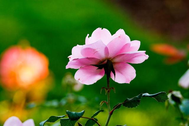 情感爆文:《爱一个人，就是愿意为他改变》