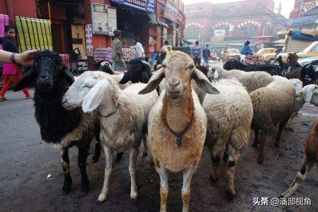 2019年2月，拍拍印度加尔各答街头生活