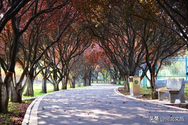 秋日，不去一趟石家庄植物园，会留遗憾