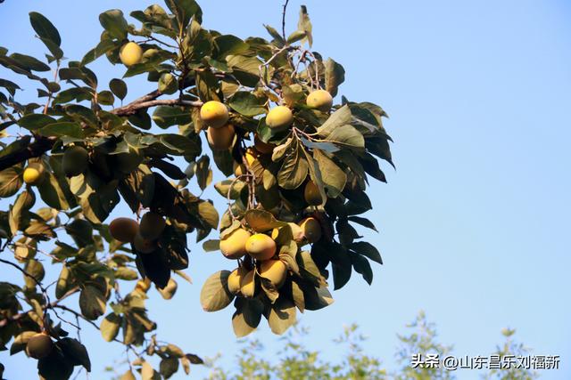 卡纳圣菲的“城墙”·及其它