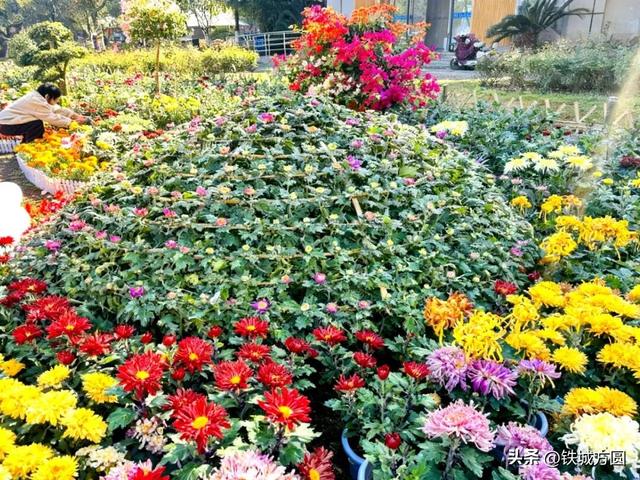 菊香满邵武！第二十届菊花艺术展惊艳绽放，邀你共赏秋韵