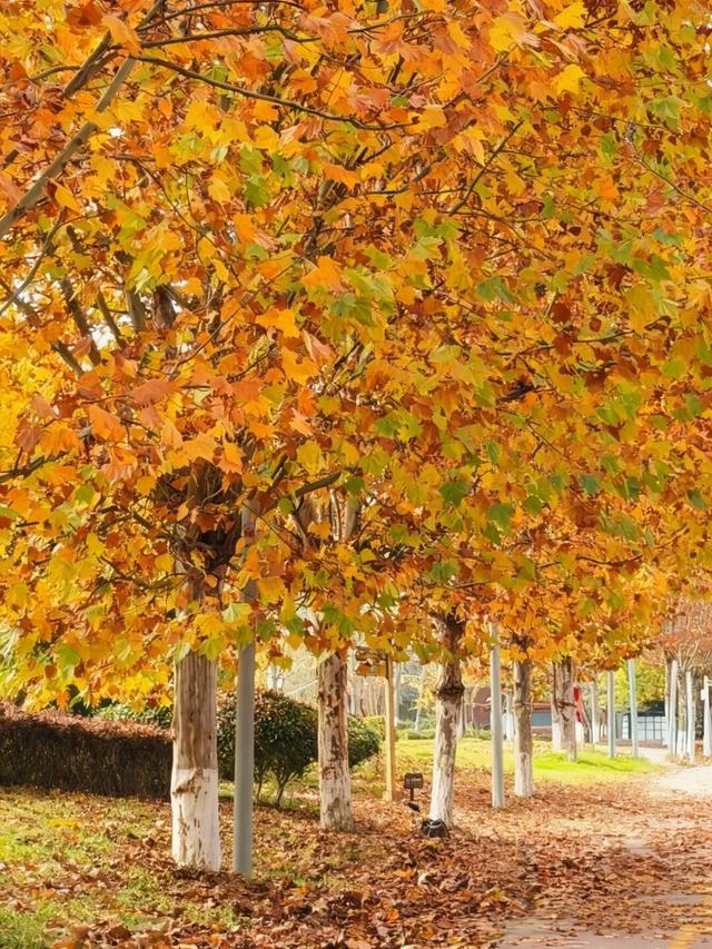 值此红黄，新蒲初冬画卷已打开！