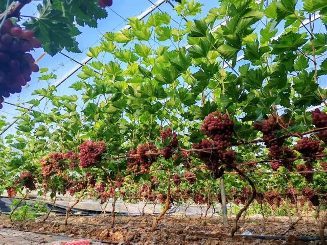 甜蜜来袭！济南这里夏日果缤纷，开启采摘狂欢！