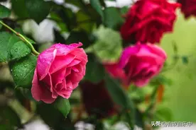 NPD就是人类变异品种，到了老年更加可怕，晚辈会被压的死死的图片