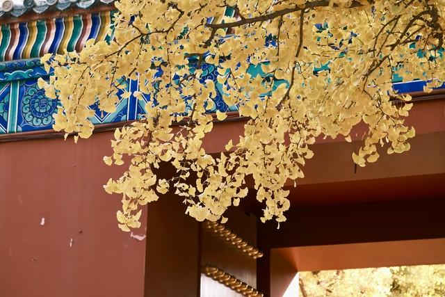 广东10城深秋限定！红叶银杏+古寺，小众路线美到刷爆朋友圈！