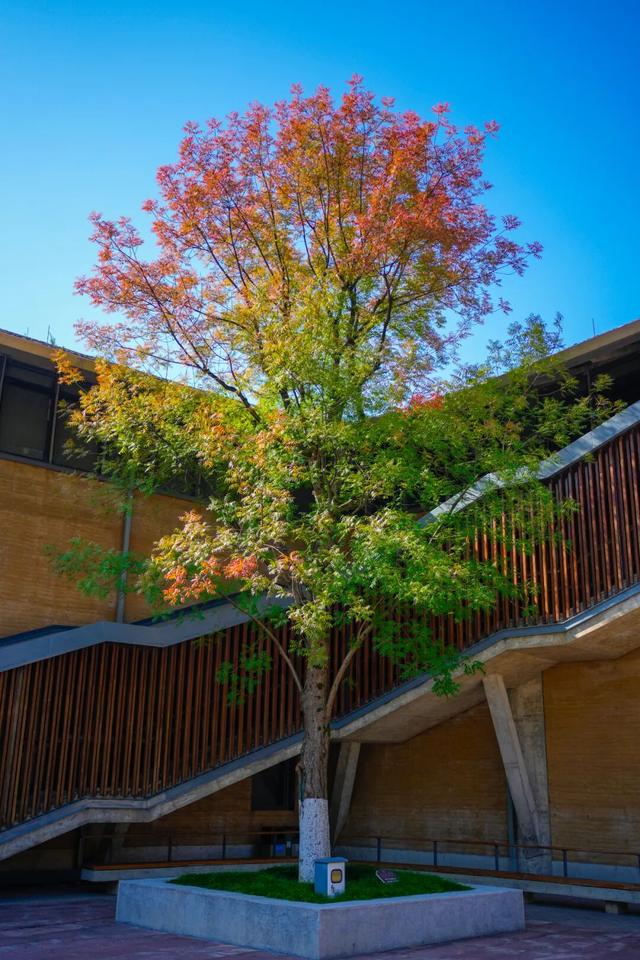 临安博物馆“彩虹树”进入最佳观赏期，一键收藏最美打卡攻略！