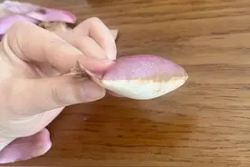 用玉兰花吹气球火了，医生提醒：有风险图片