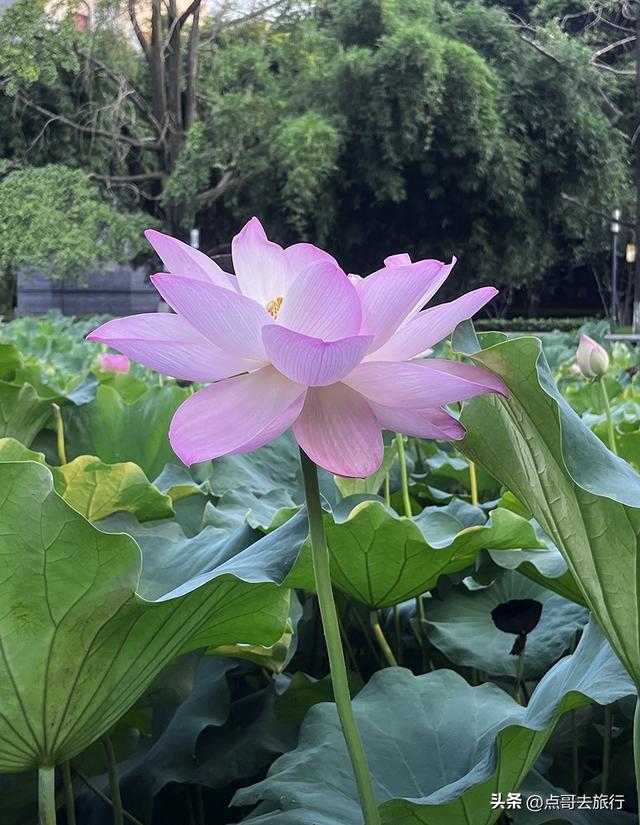 成都第二波荷花开了，环境清凉，比第一波更震撼人心，不要门票！