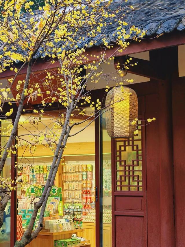 成都冬日顶流出道 到博物馆里感受“金黄暗香”