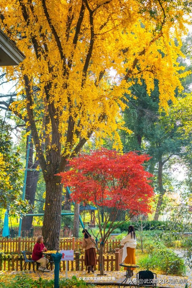 沙漠踏雪，只在武汉，最佳观赏期到了！