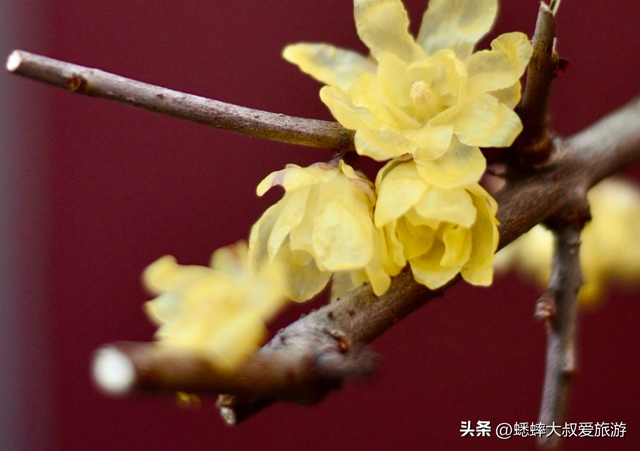 2026杭州赏梅大戏正式开幕，六大观赏地来了，可来一场风雅之约！