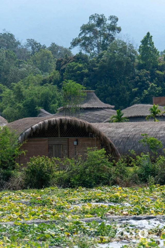 五指山人晚上都在做什么→