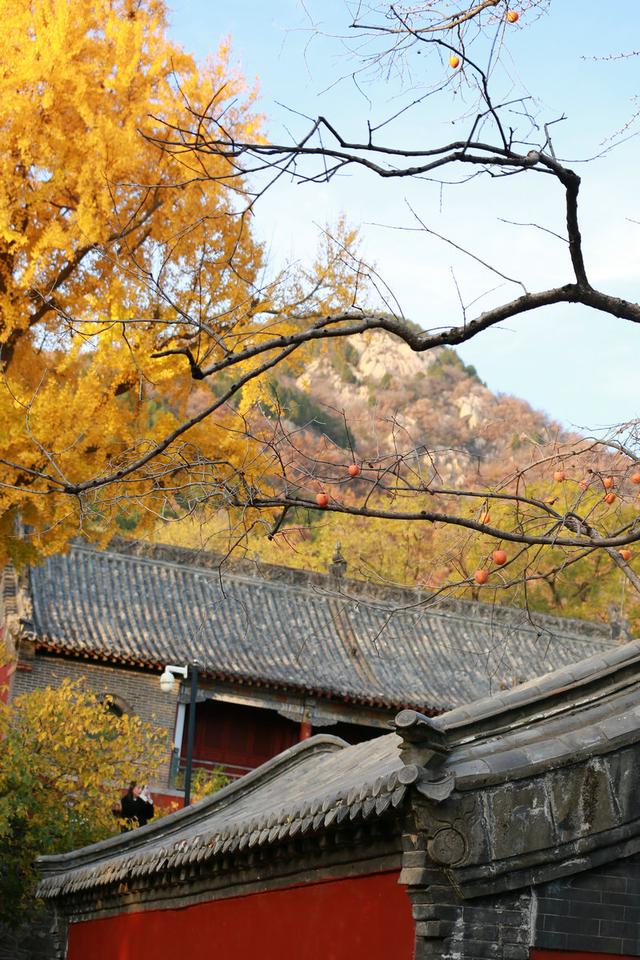 泰山普照寺，那最后的一树金黄