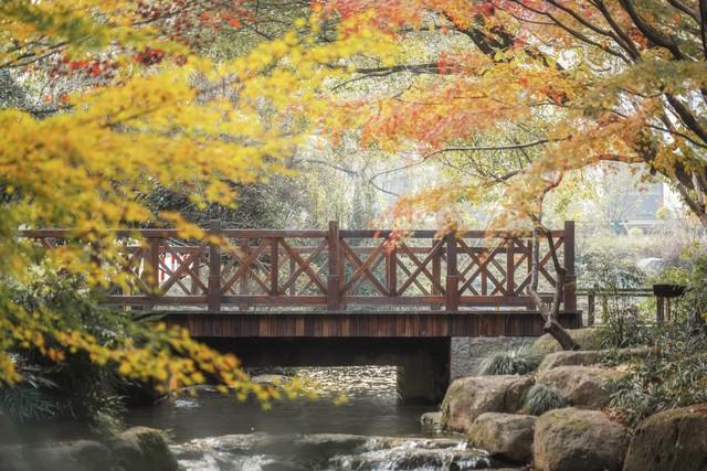 寻秋茶博馆：邂逅杭州龙井畔的隐秘枫情与茶香