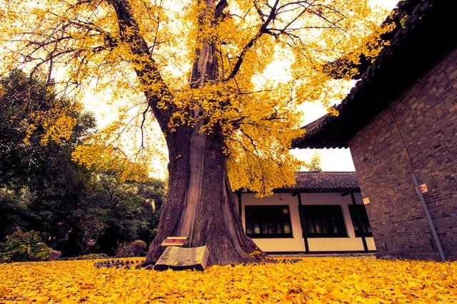 杭州的秋天都藏在这5家民宿里！桂花、银杏、红枫，美成童话！