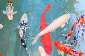 鱼缸养锦鲤最忌讳的6件事，盘点新手养锦鲤的坑，你犯了吗？图片