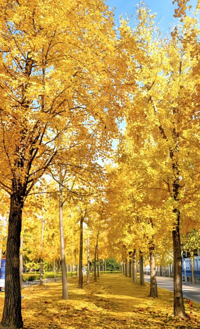 上海赏秋全攻略:12处宝藏地+4条Citywalk,承包申城的金色浪漫。