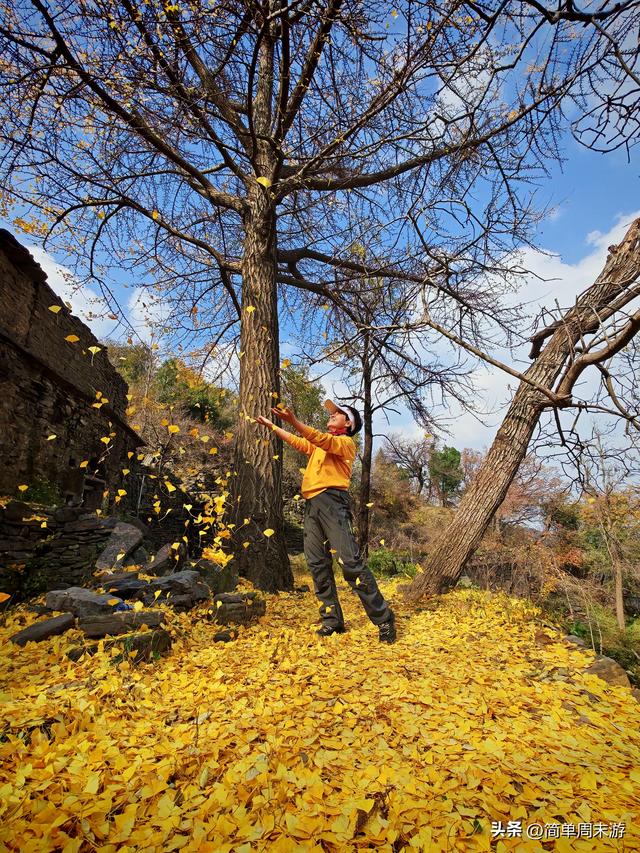 18）秋日巩义行：八公里赴一场银杏之约，大锅菜暖透半日闲