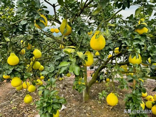 走，去韶关果园吃沙田柚！