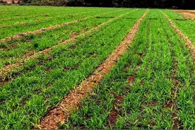 中国小麦：打造“黄金纯度”，允许“自留种”，从2025年开始图片