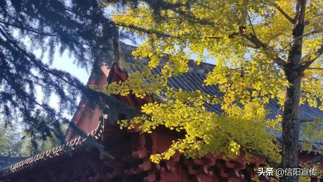 秋色正斑斓！信阳赏秋打卡地推荐