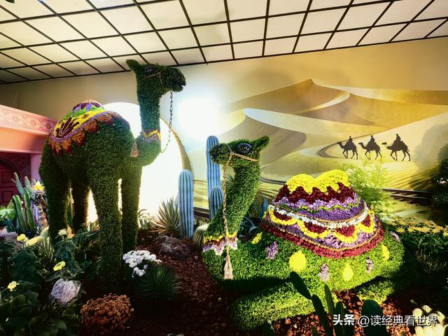 杭州植物园的菊花展——一场关于菊花的饕餮盛宴（二）