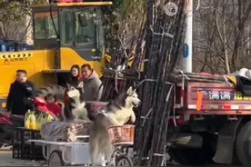 成精了，哈士奇偷摸骑走老板切糕车后续，主人赔惨了，老板乐疯了图片
